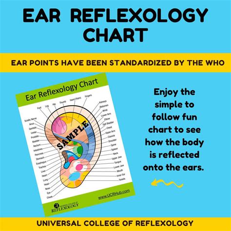 Ear Reflexology Chart Universal College Of Reflexology