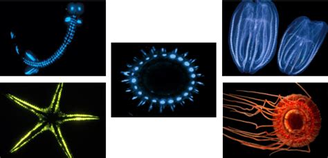 Examples Of Bioluminescent Organisms Download Scientific Diagram