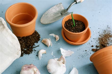 How To Grow And Care For Garlic Indoors