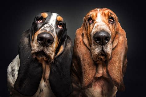 Photographer Christian Vieler Amazingly Captured The Portraits Of Dogs