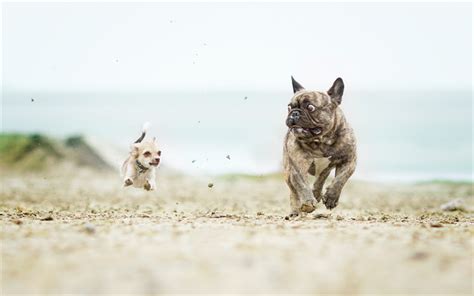 Download Wallpapers Chihuahua French Bulldog Funny Animals Running