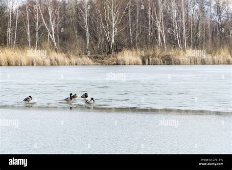 Winter Or Early Spring Landscape With Frozen Water And Forest In Poland