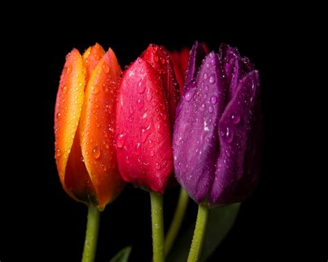 The Most Beautiful And Colorful Spring Flowers