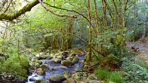 Paseo Por El Bosque Encantado De Muniellos Ruta En Asturias