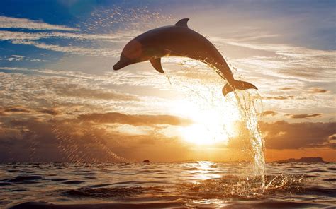 1080x1920 1080x1920 Dolphin Ocean Jump Fish Sunset Hd 5k For