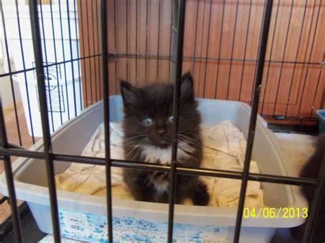 Click here to see our listings of every ragdoll cat breeder near you. Maine Coon/Norwegian Forest/Ragdoll mix kittens for Sale ...