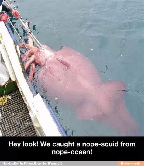 Pin By Isaiah Biddings On Nope Deep Sea Creatures Colossal Squid