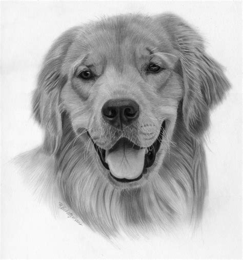 How to draw a realistic dog step by step using a pencil. Drawing Lesson - How to Draw A Golden Retriever