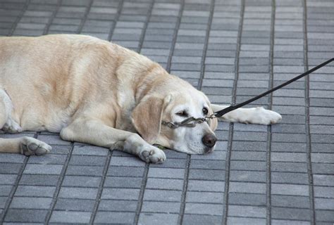 Do Dogs Get Tired From Walking