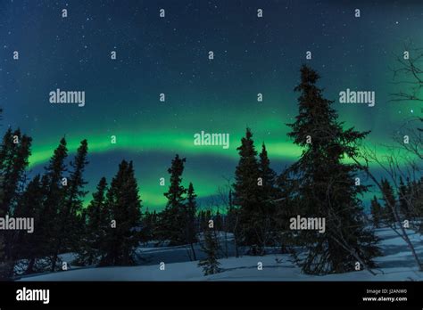 Northern Lights Aurora Borealis Near Fairbanks Alaska Stock Photo