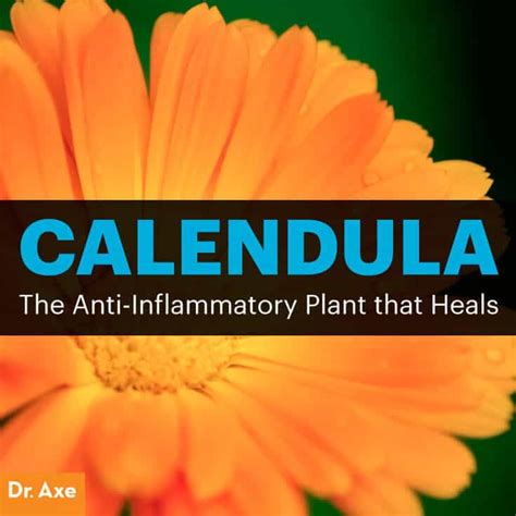 Calendula The Anti Inflammatory Antiviral Healing Herb Dr Axe
