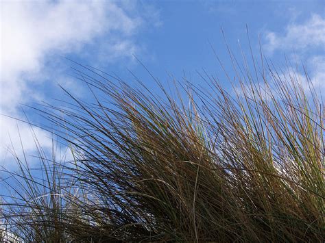 Dune Grass Photograph By Colin Clarke Fine Art America