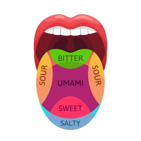 Human Tongue Taste Zones Sweet Bitter And Salty Tastes Receptors Tasting Areas Umami And
