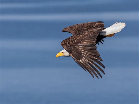 Bald Eagles Flickr