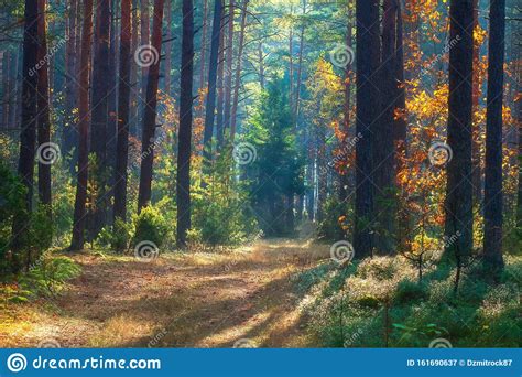 Beautiful Autumn Nature Landscape Sunny Forest Yellow And Red Trees