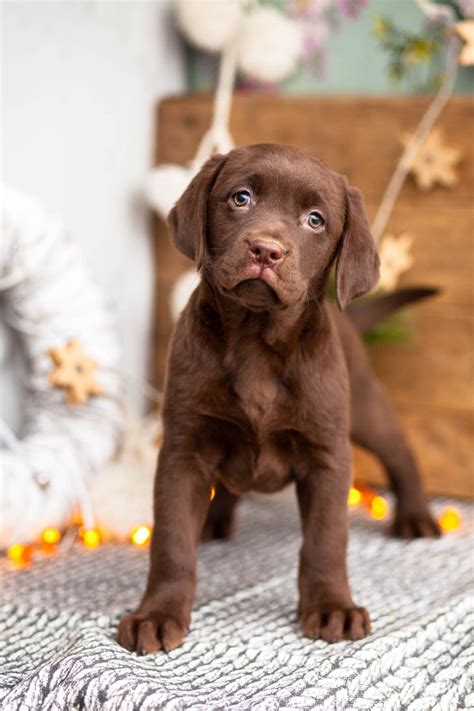 How Much Do Chocolate Labrador Puppies Cost