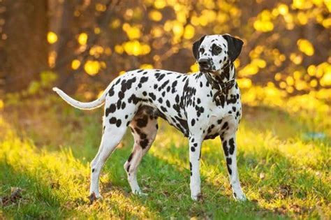 The Dalmatian The Most Famous Dog Breed In The World