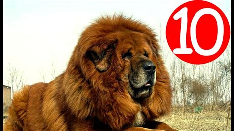 Top 10 Most Expensive Dog Breeds In The World Youtube