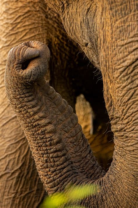 Elephants Trunk Francis J Taylor Photography