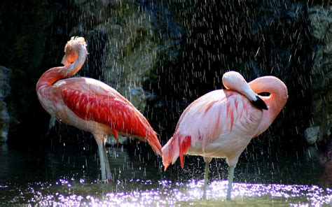 Wallpaper Birds Animals Wildlife Zoo Flamingos Beak Flamingo