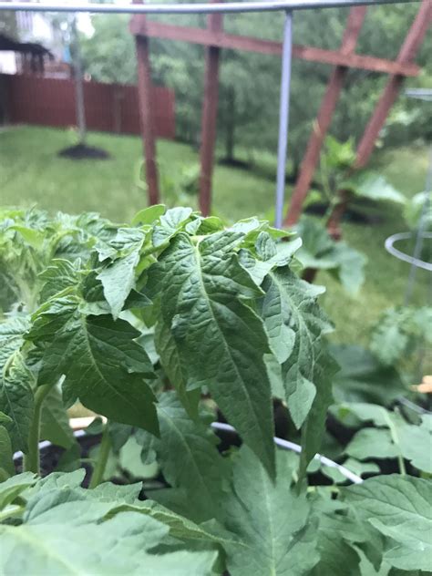 Tomato plants affected by this virus turn yellow to bronze and leaves it causes tomato plant leaves to curl upward and turn pale green. Tomato leaves curling under? The whole branch seems to be ...