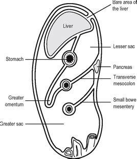 One of its roles is to separate the greater sac from the omental bursa. Alimentary system | Basicmedical Key