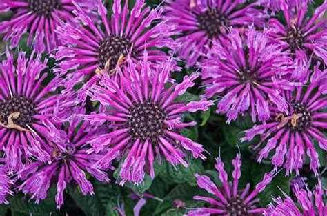Check spelling or type a new query. 8 Super Fragrant Flowers That Pollinators Love | Flowers ...