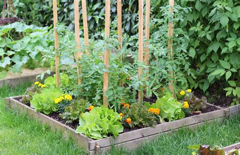Jardin Optimisez Votre Potager En Plantant Des Fleurs Pratique Fr