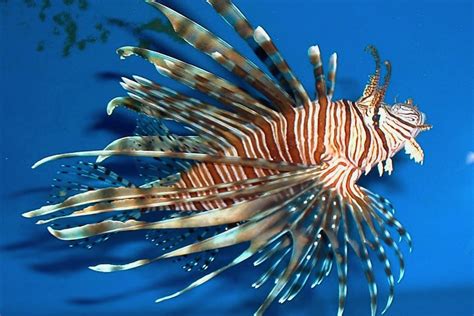 12 Year Old Scientist Helps Prove Invasive Lionfish Can