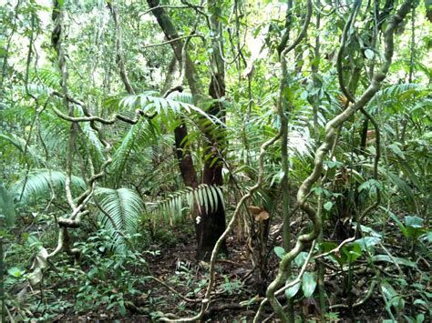 A tropical rainforest is one that lies between the tropic of cancer and the tropic of capricorn. Plant Adaptations - Tropical Rain forest: Congo (Africa)