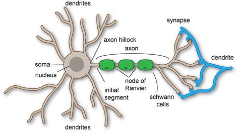 Parts Of A Neuron Anatomy