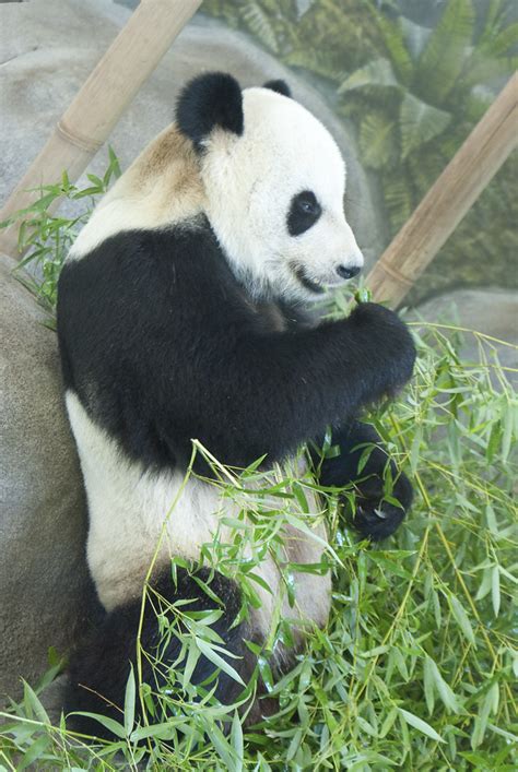 Memphis Zoo 15 Of 30 Panda Luke Davies Flickr