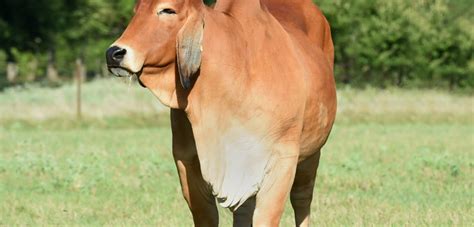 Top Brahman Cattle Producer In The Usa Ending On A High Note