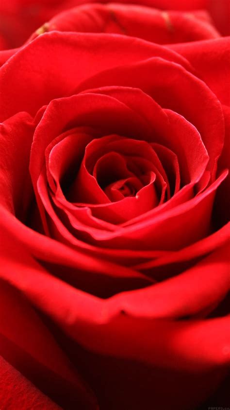 Free Download Com Apple Iphone Wallpaper Ml58 Rose Flower Red Rose