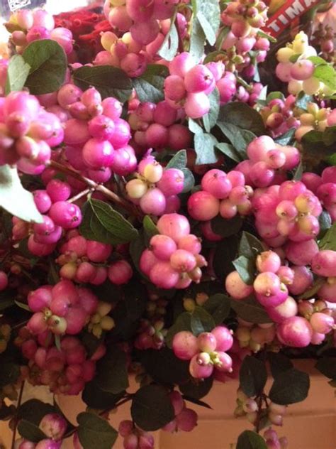 Snowberry Magical Treasuresold In Bunches Of 10 Stems From The