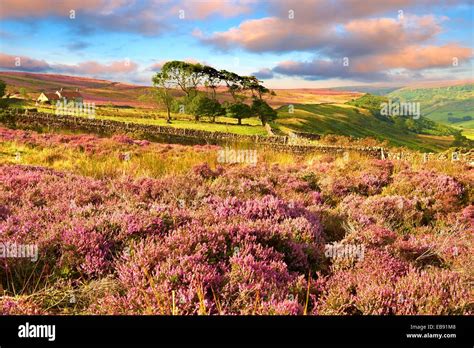 Heather Blooming On The Fryup Dale Moor North Yorks National Park