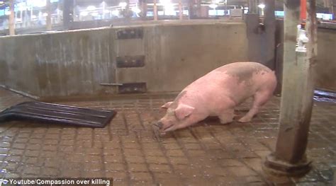 Minnesota Factory Video Shows Pigs Shaking In Pain In Minnesota