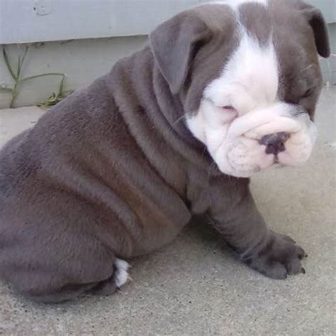 For years my mama dogs would give birth to gray puppies and after three weeks they would turn fawn or. English bulldog puppies, rare colors, blue, blue fawn ...