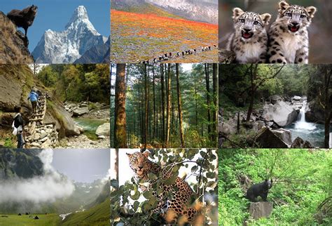 Wildlife Sanctuaries And National Parks In Himachal Pradesh Holiday