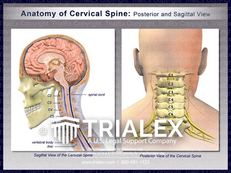 Board Cervical Spine Structure Posterior View Stock Illustration