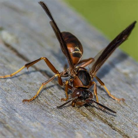 Northern Paper Wasp Polistes Fuscatus Animals Beautiful Wasp Bugs