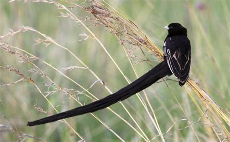 Long Tailed Widowbird By Adam Riley Birds Grassland Habitat Africa