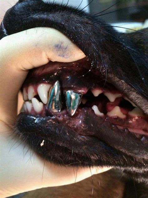 Everything You Need To Know About Titanium Dog Teeth 2024