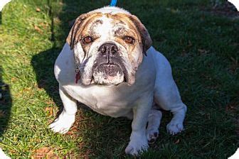 Finding good people for wonderful dogs in nj, pa, md and de. Berkeley Heights, NJ - English Bulldog. Meet Liza a Dog ...