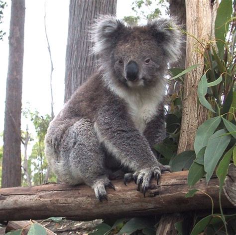 Koala Animal Interesting Facts And Latest Pictures All Wildlife
