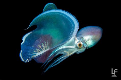 Blanket Octopus Janao Bay Anilao Alien Creatures Ocean Creatures