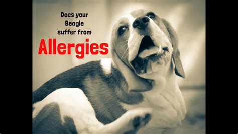 Serving these foods to the dogs on a. Beagles With Skin allergies । Best Dog Food For Beagles ...