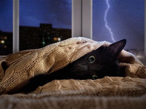 Cats And Tornadoes 8 Tips For Keeping Your Pet Safe Catster