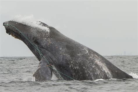 an entangled humpback whale named scarlett breaching smithsonian photo contest