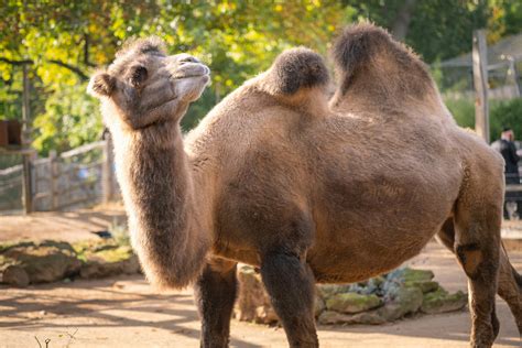 World Camel Day London Zoo